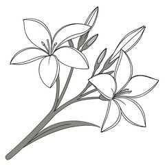 Charming sparaxis flower illustration with simple lines and elegant details, capturing the essence of floral beauty and natural grace isolated on