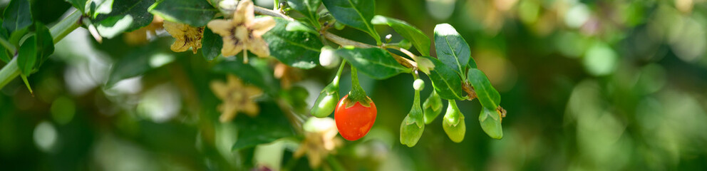 Closeup of Goji Berry, Barbary Matrimony Vine, growing on a bush in a farm field on a sunny summer day, rich in antioxidants and nutrients
