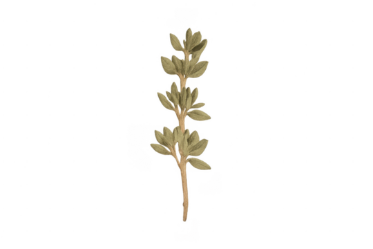 Sage botanical herb sprig with leaves transparent background