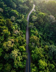 Road Through Lush Green Rainforest Canopy - A Scenic Aerial View.