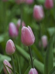 Pink tulip bud spring bloom soft focus green leaf garden flower natural light gentle mood macro detail