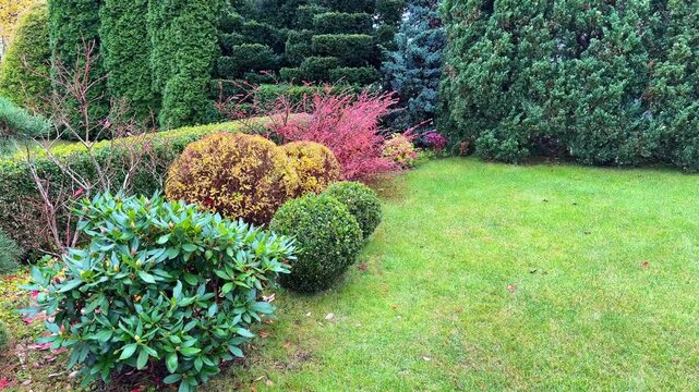 A vibrant, professionally landscaped garden in autumn featuring a plush lawn, diverse evergreens, a Fan Cotoneaster with red leaves, and clipped yellow Spiraea spheres for decorative contrast.