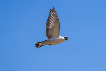 Snow Pigeon soaring gracefully above the mountains, displaying its distinctive gray-and-white plumage and broad wings. A high-altitude Himalayan bird captured in dynamic flight.