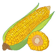 0023-PNG-Vegetable-Corn-Colored Pencil