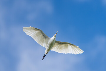 Fototapeta premium An Eastern Cattle Egret soaring gracefully in flight in the sky, wings spread wide, captures the elegance of this white wading bird in motion.