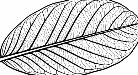 Obraz premium Detailed Black and White Line Art Illustration of a Single Leaf with Intricate Vein Patterns.