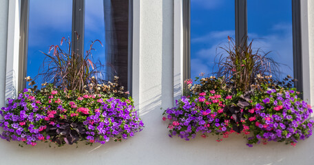 Jardinières sur rebords de fenêtres 