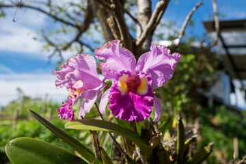 Beautiful Violet Orchid Flowers in the garden