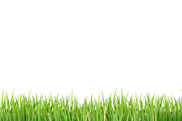Fototapeta premium green grass isolated on white background