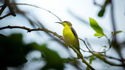 Olive-backed sunbird perching on tree branch