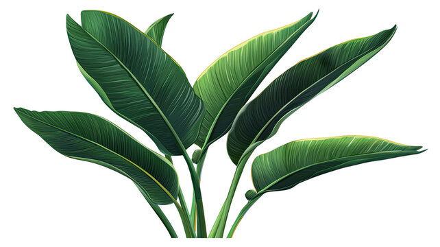 Bird of paradise green leaf plant with large tropical foliage and vibrant natural texture clearly displayed isolated on white background