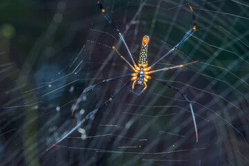 Golden orb-weaver spider resting on its web