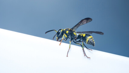 Wasp insect close-up showing yellow and black stripes