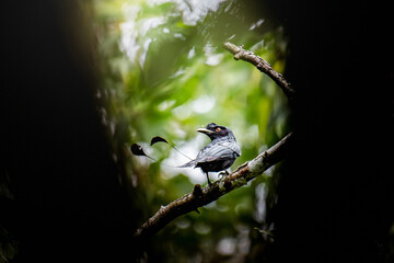 Racket-tailed drongo perching on tree branch in forest