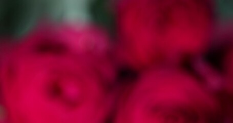 bouquet of roses of different colors for gift or decoration, beautiful freshly cut roses with different petals