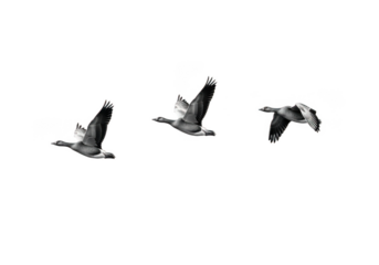 Three geese flying in formation isolated on transparent background