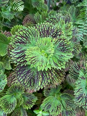 A close up view of vibrant green and purple variegated pine leaves showing natural textures and patterns