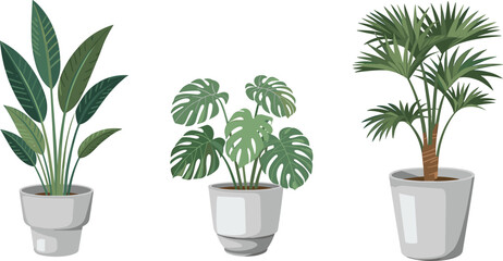 Elegant indoor plant illustration set featuring snake plant, monstera and palm in modern ceramic pots for home decor and botanical design © Ashik Creatives