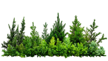 Green thujas with dense foliage and vibrant color, perfect for landscaping, garden design, and outdoor plant visuals isolated on white background