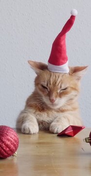 A ginger cat in a red hat against a background of Christmas decorations. Cat and Christmas. Postcard. Screensaver. Christmas.