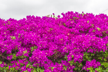 Massif de bougainvilliers 