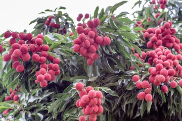Litchis 