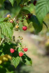 Obraz premium Closeup of a rich red raspberry growing on a plant in a farm field on a sunny summer day, rich in antioxidants and nutrients 