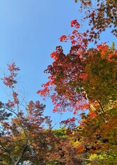 Colorful autumn leaves against a clear blue sky in a peaceful forest setting.