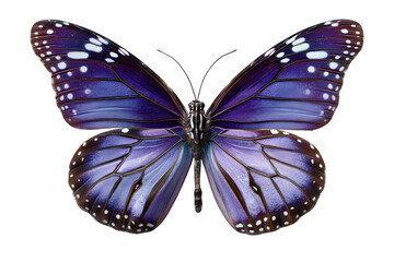 A stunning purple butterfly with white spots on its wings isolated on transparent background