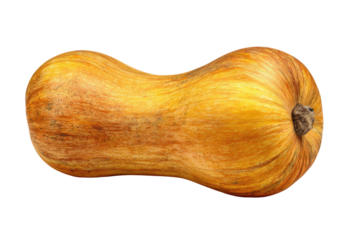 Golden elongated gourd with a ribbed texture and stem