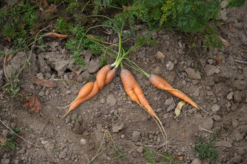 Organic carrots with green tops freshly picked from the garden laying in brown soil