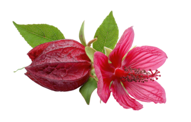 Bright pink bloom with closed red seed pods and green leaves