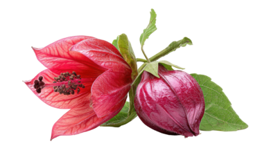 Two vibrant red bell-shaped blossoms on a dark background