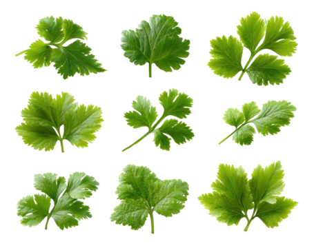 Nine green leaves with jagged edges against black