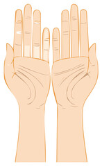 Obraz premium Illustration of open hands and fingers extended showing skin tone and palm lines
