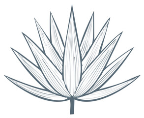 Stylized Agave Plant Drawing Minimalist Line Art Botanical Illustration
