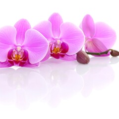 Fototapeta premium Elegant Pink Orchid Blooms on White Reflective Surface.