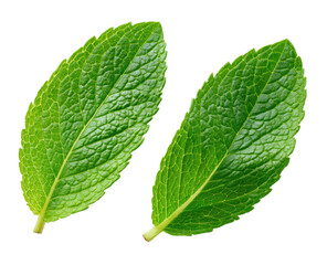 Fototapeta premium Two vibrant green mint leaves on a black background (2)