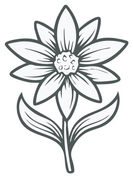 Simple edelweiss flower vector illustration a traditional alpine plant symbol