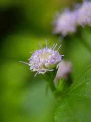 Captivating macro photography showcases a small, exquisite flower head, displaying gentle lilac and white tones as its florets delicately emerge.