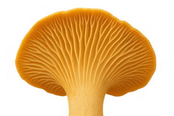 Yellow chanterelle mushroom gills texture close up showing edible fungus details for cooking and nature themes, transparent background