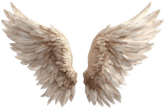 Detailed image of fluffy, ivory-toned angel wings, spread open, isolated on a black background