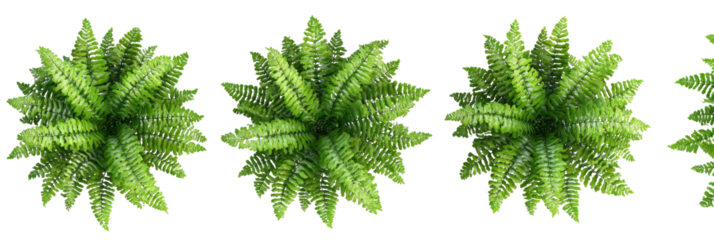 Aerial view of a row of lush, green fern-like plants against a black background
