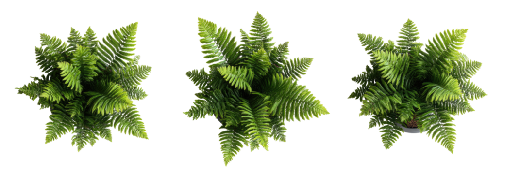 Three fern-like green plants are seen from a top-down angle, against a stark black background