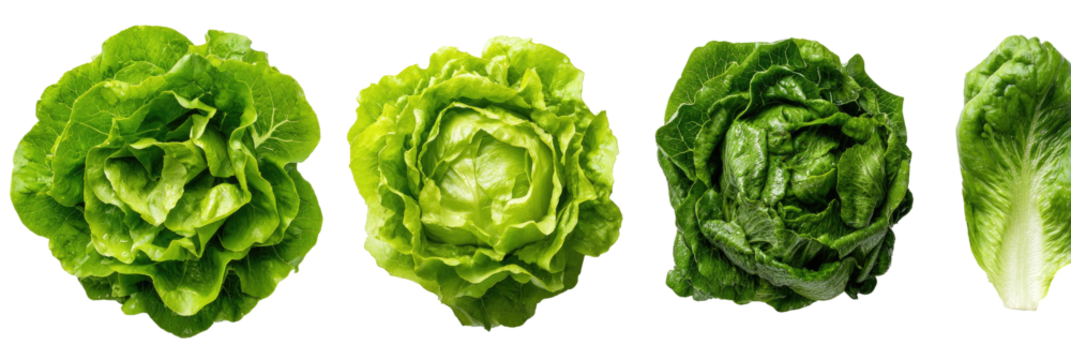 Four fresh lettuce heads of varying types. Green leaves with textured surfaces. Black background