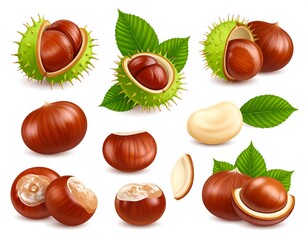 Illustration showcases various stages of chestnut fruits, from spiky husks to shelled nuts with leaves