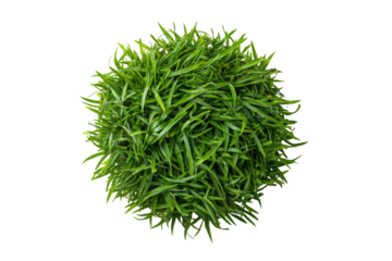 Overhead shot of a dense, spherical mass of vibrant green grass against a black background