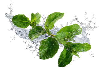 Fresh sprig of vibrant green leaves enveloped in sparkling water, set against black