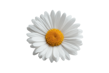 A perfectly centered, close-up of a daisy with white petals and a bright yellow center, isolated