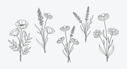 Elegant Black and White Botanical Line Art Floral Illustrations for Design and Decor